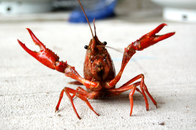 Crab closeup table blue object free wallpaper - medium preview image