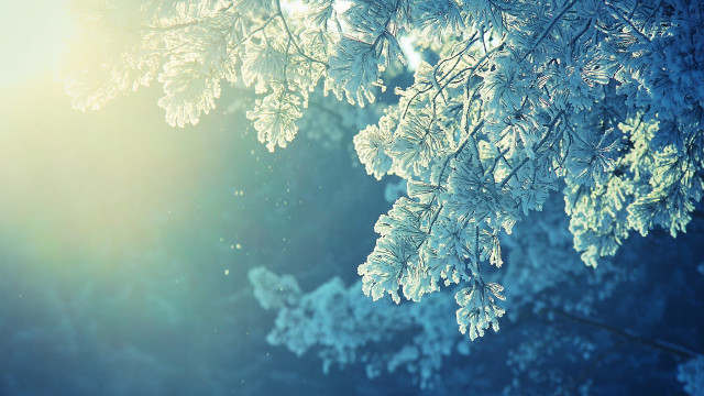 Snowy tree sunlight branches winter free wallpaper - medium preview image