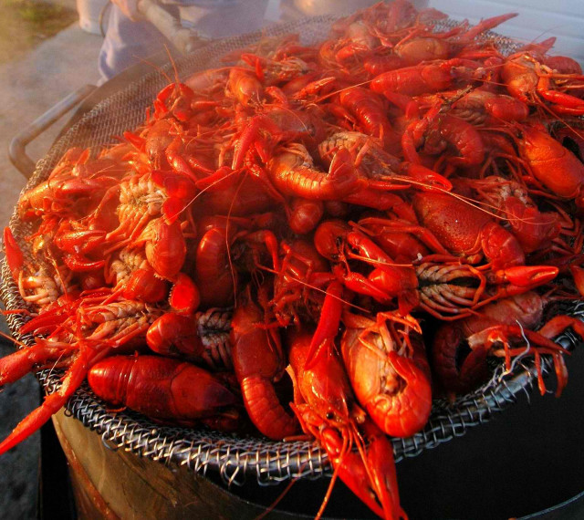 Cooked craws grill person background free wallpaper - medium preview image