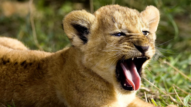 Lion cub yawns grass mouth free wallpaper - medium preview image