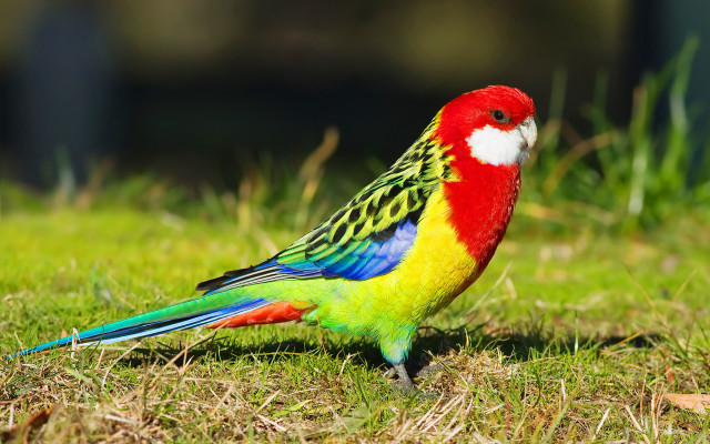 Colorful bird grass field forest free wallpaper - medium preview image