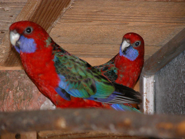 Colorful birds standing on ledge free wallpaper - medium preview image