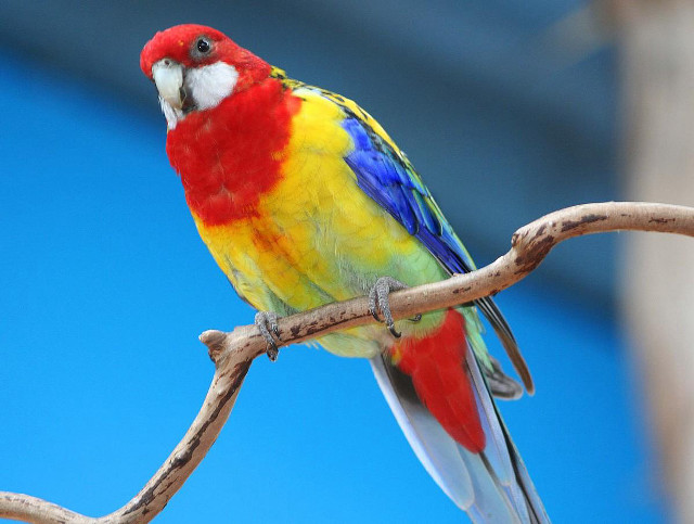Colorful bird perched branch blue free wallpaper - medium preview image