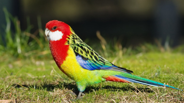 Colorful bird lush green field free wallpaper - medium preview image