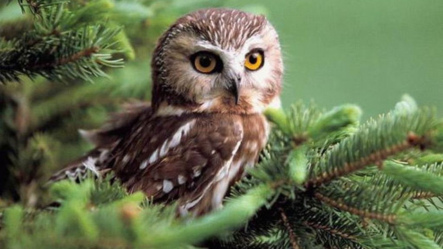 Small owl tree branch yellow free wallpaper - medium preview image