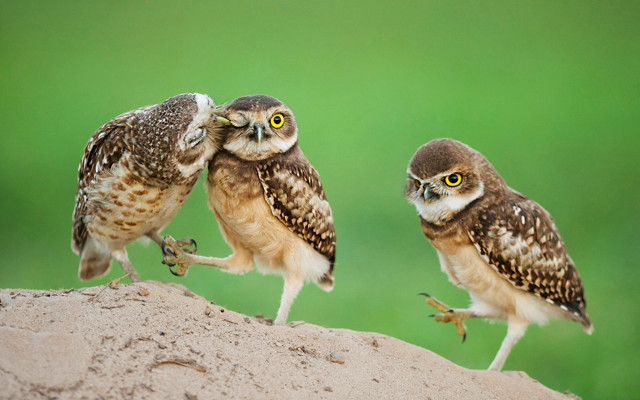 Two owls rock eye open free wallpaper - medium preview image