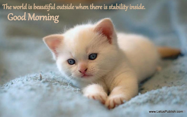 White kitten blue blanket fantastic free wallpaper - medium preview image