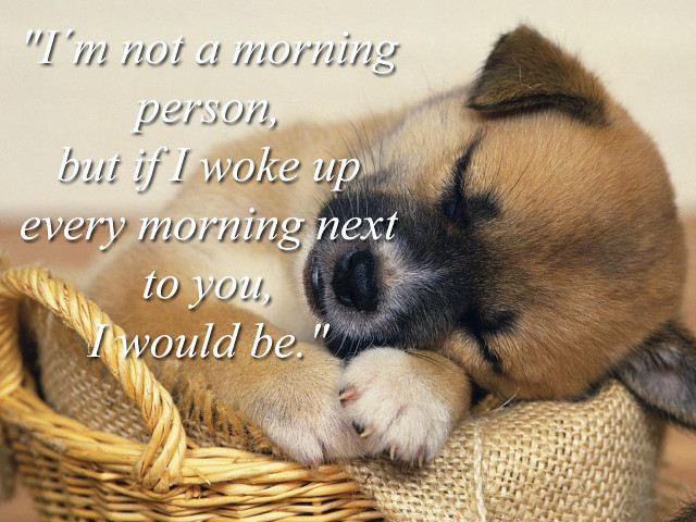 Small dog sleeping basket quote free wallpaper - medium preview image