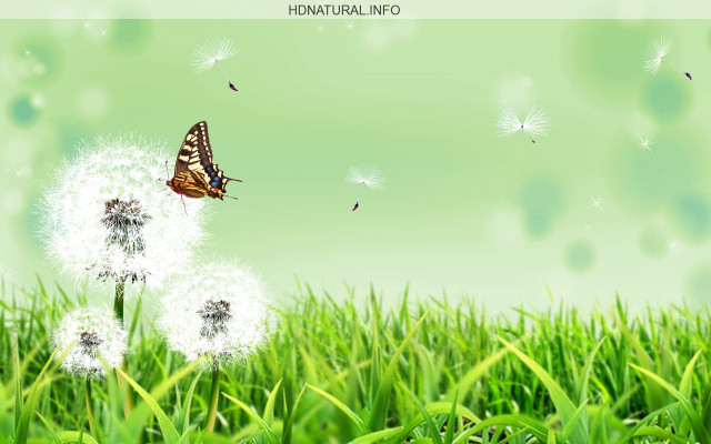 Butterfly dandelion grass field blue free wallpaper - medium preview image