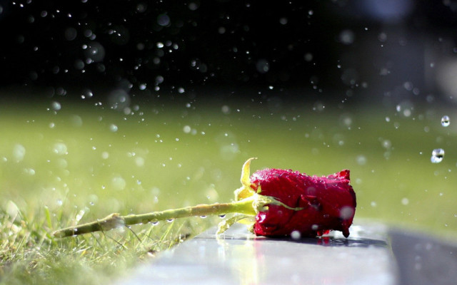 Rose grass raindrops black background free wallpaper - medium preview image
