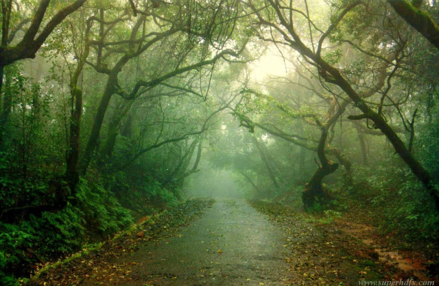 Forest path foggy daylight dappled free wallpaper - medium preview image