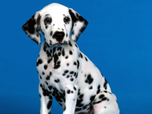 Dalmatian puppy blue background white free wallpaper - medium preview image