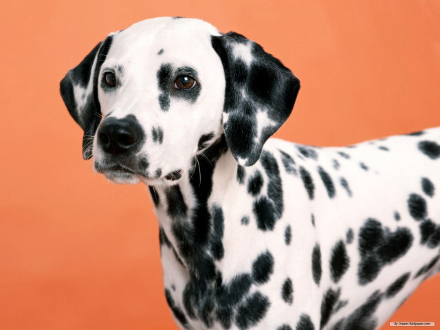 Dalmatian dog black spots red free wallpaper - medium preview image
