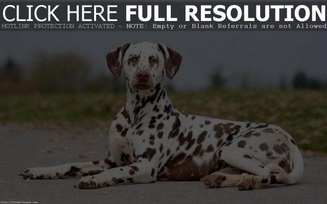 Dalmatian dog laying ground click free wallpaper - medium preview image
