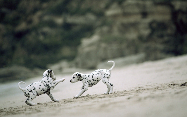 Dalmatian dogs running beach water free wallpaper - medium preview image
