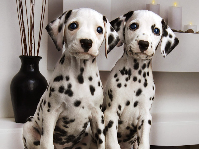 Dalmatian puppies sitting table vase free wallpaper - medium preview image