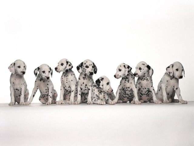 Dalmatian puppies sitting row white free wallpaper - medium preview image