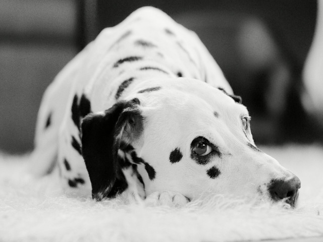 Dalmatian dog white rug sad free wallpaper - medium preview image