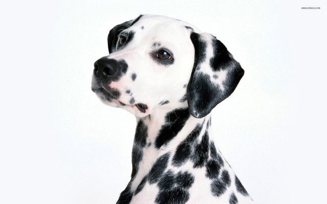 Dalmatian dog black spots looking free wallpaper - medium preview image