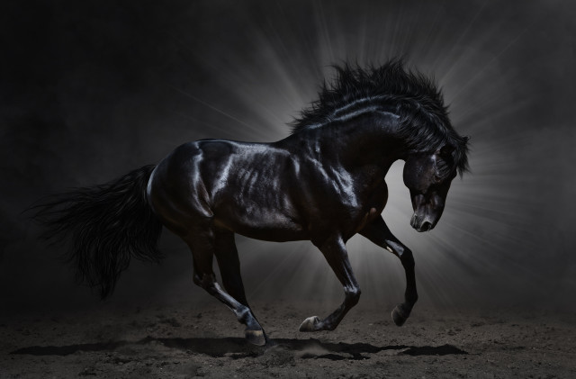 Black horse running dark light free wallpaper - medium preview image