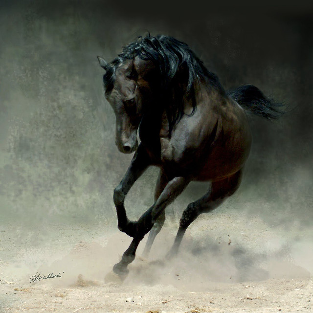 Horse running dust front legs free wallpaper - medium preview image