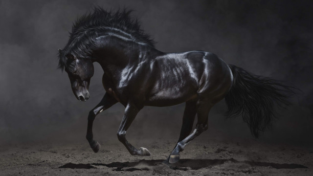 Black horse galloping dust figurative free wallpaper - medium preview image