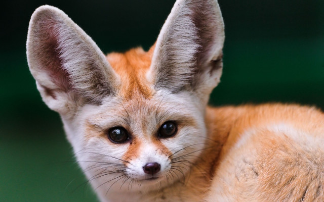 Small fox big ear big free wallpaper - medium preview image