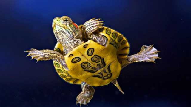 Turtle yellow shell black background free wallpaper - medium preview image