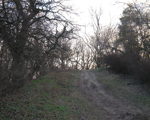 Dirt road woods trees trail free wallpaper - medium preview image