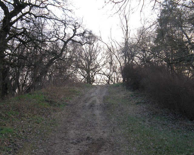 Dirt road trees grass right free wallpaper - medium preview image