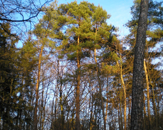 Forest tall trees blue sky #2 free wallpaper - medium preview image