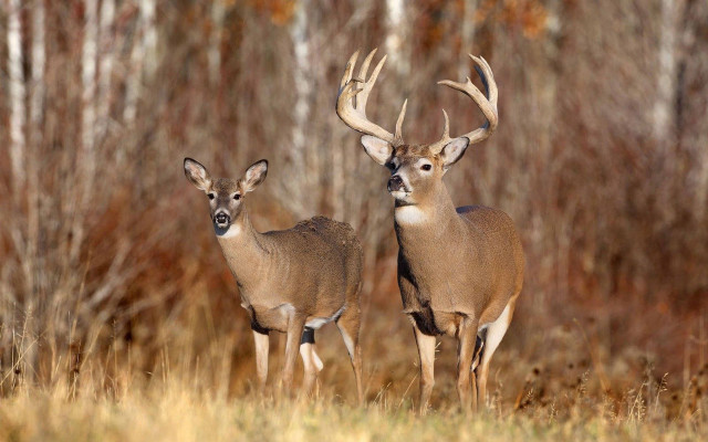 Two deer field grass trees #2 free wallpaper - medium preview image