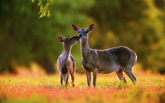 Two deers field trees grass free wallpaper - medium preview image