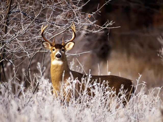 Deer field grass trees branches free wallpaper - medium preview image
