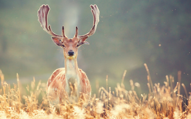 Deer antlers tall grass trees free wallpaper - medium preview image