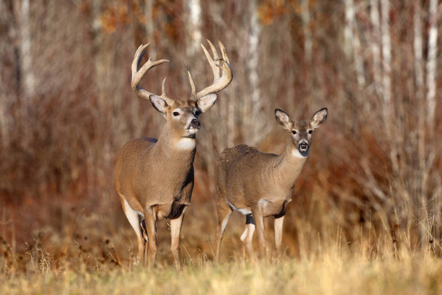 Two deer standing field grass free wallpaper - medium preview image