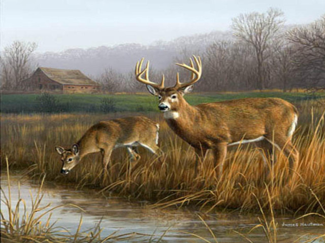 Deer marshy field house stream #2 free wallpaper - medium preview image