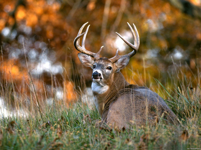 Deer laying grass antlers looking free wallpaper - medium preview image