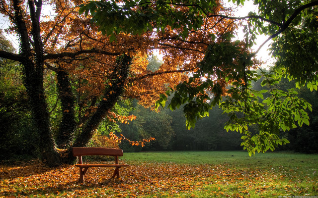 Bench park leaves ground trees free wallpaper - medium preview image
