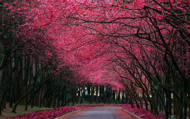 Tree lined road pink flowers #2 free wallpaper - medium preview image