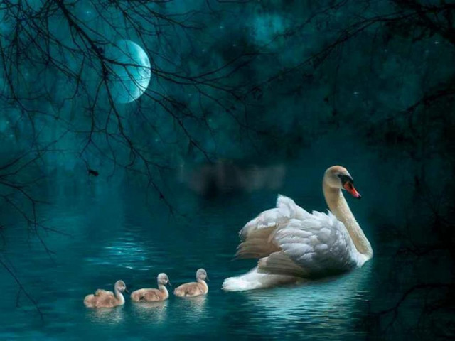 Swan babies swimming night full free wallpaper - medium preview image