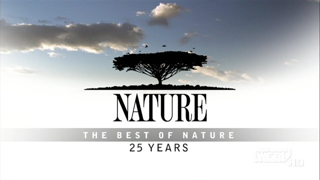 Tree nature sky clouds background free wallpaper - medium preview image