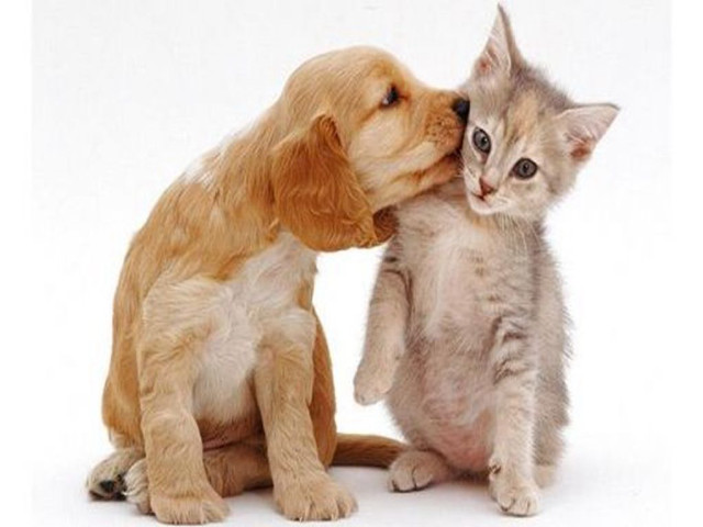Puppy cat kissing white background free wallpaper - medium preview image