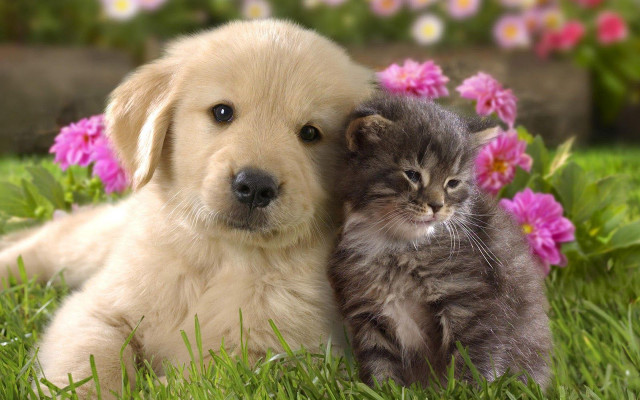 Puppy cat laying grass together #2 free wallpaper - medium preview image