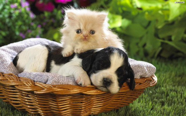 Kitten puppy basket grass sunlight #3 free wallpaper - medium preview image