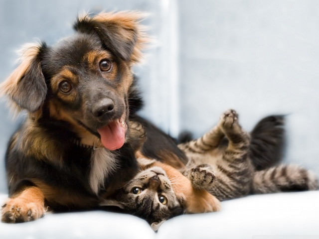 Dog cat couch paws floor free wallpaper - medium preview image