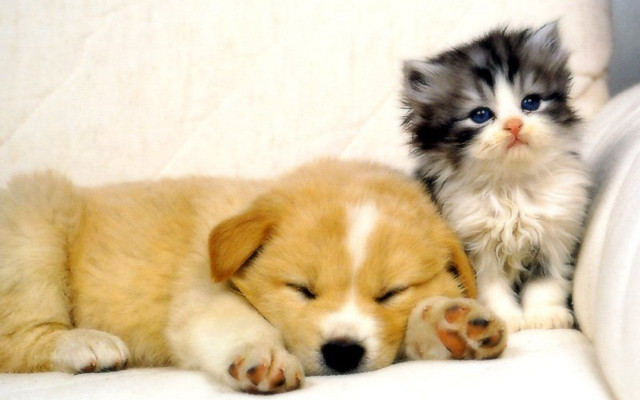 Kitten puppy couch together laying free wallpaper - medium preview image