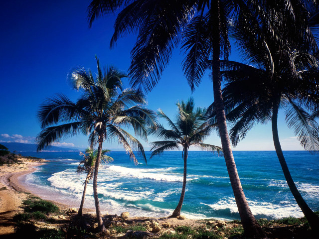 Beach palm trees blue ocean #4 free wallpaper - medium preview image