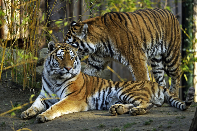 Two tigers laying down in free wallpaper - medium preview image