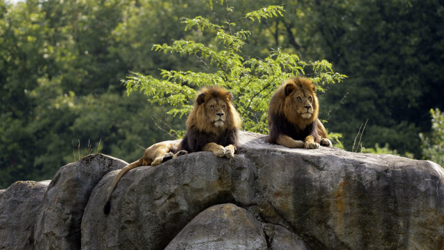 Lions sitting rock zoo enclosure free wallpaper - medium preview image